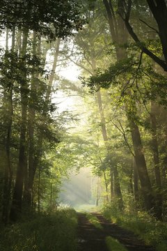 Fototapeta Dirt road through deciduous forest on a foggy morning