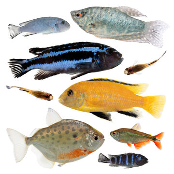 Different aquarium fishes isolated on white