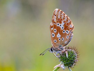 Fototapeta na wymiar Gossamer Winged Butterfly