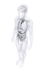 Digestive system of male body