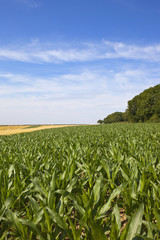summer maize field