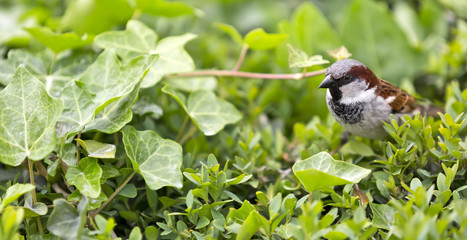Sparrow nesting among ivy leaves