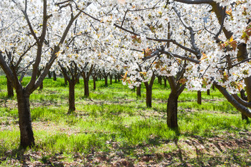 Cherry blossoms, Caderechas valley (Spain)