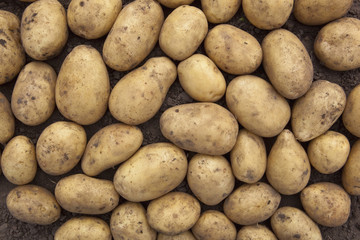 potato background