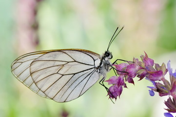 butterfly in natural habitat (aporia crataegi)