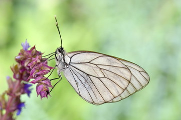 butterfly in natural habitat (aporia crataegi)