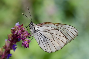 butterfly in natural habitat (aporia crataegi)