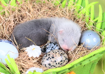 Ferret baby in the nest of hay