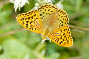 Obraz premium butterfly in natural habitat (melitaea aethera)