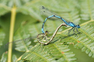 Common Blue Damselfly, Common Bluet, Enallagma cyathigerum