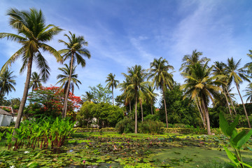 Fototapeta na wymiar Waterlily in the pond and coconut tree
