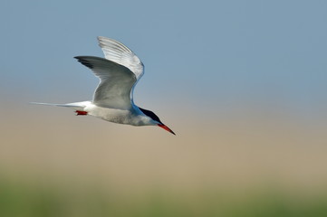 Fototapeta premium common tern (sterna hirundo)