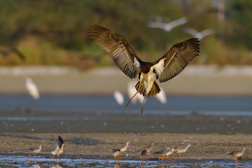 Black Stork - Ciconia nigra