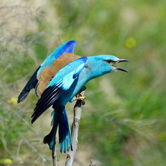 european roller (coracias garrulus) in natural habitat