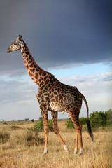 Girafe mâle qui parade