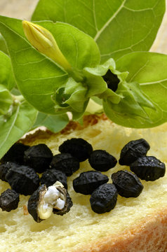 Mirabilis jalapa Dondiego de noche Donpedros Four o'clock flower