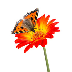 butterlfy flower
