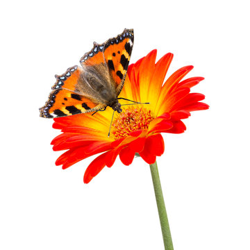 butterlfy flower