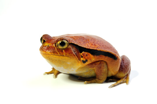 Tomatenfrosch (Dyscophus antongilii)