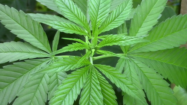 Young marijuana plants