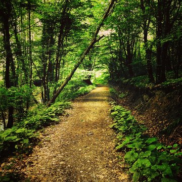 yol