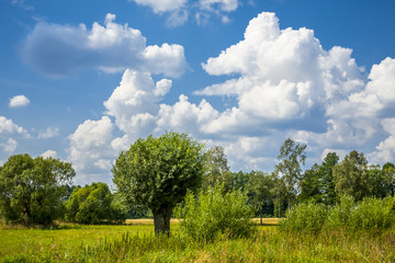 Fototapeta na wymiar Agricultural landscape, clouds on the horizon.