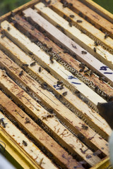 Beehive with frames