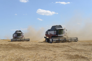 Fototapeta premium Combine harvesting wheat.