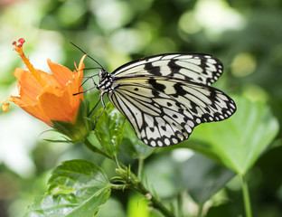 Schmetterling