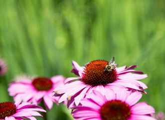 Purple coneflower