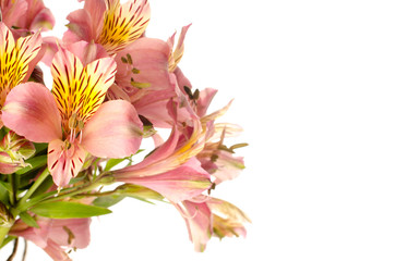 Bouquet of a beautiful alstroemeria flowers on white background