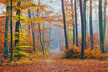 Fototapeta premium Foggy autumn forest