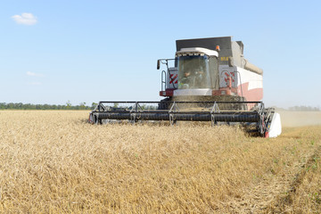 Combine harvesting wheat. - 68094451