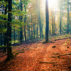 Sunny autumn forest © sborisov