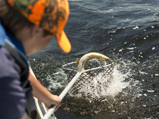 Naklejka premium Fisherman Netting a fish