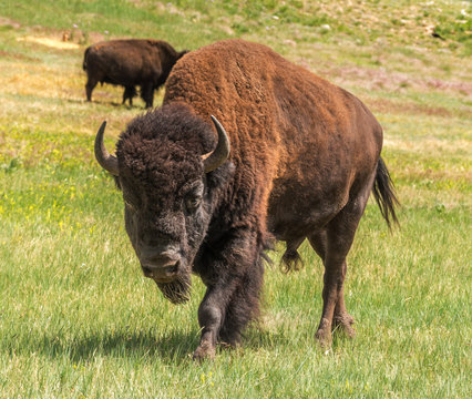 Endangered wildlife animal species American bison buffalo