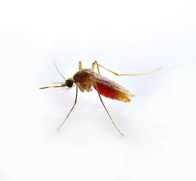 Mosquito isolated on white background