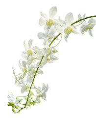 Fototapeta na wymiar orchid flowers isolated on white with clipping path