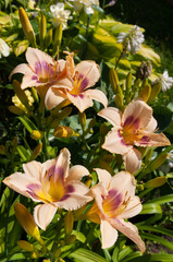 Obraz na płótnie Canvas hemerocallis flowers beautiful floral postcard