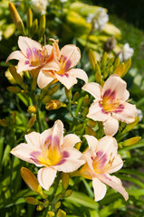 Obraz na płótnie Canvas hemerocallis flowers beautiful floral postcard