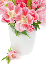 Obraz na płótnie Canvas Pink Godetia flowers, isolated on white background