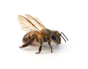 bee isolated on the white