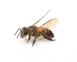 bee isolated on the white
