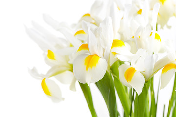 White Iris flowers