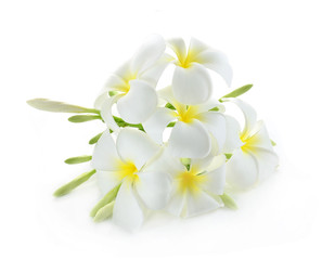 Fototapeta premium Frangipani flower isolated on white