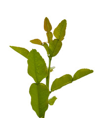 Kaffir lime leaves.