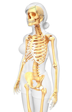 Female skeleton side view