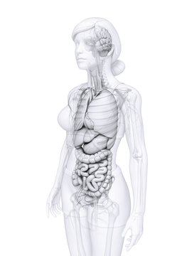 Digestive system of female anatomy