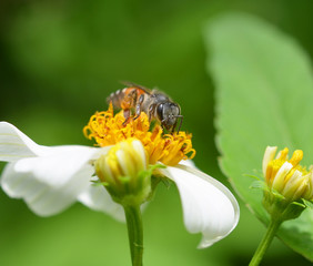 Bees to a flower.