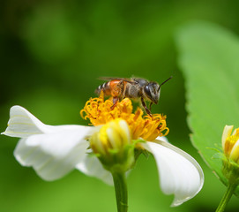 Bees to a flower.